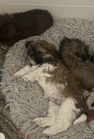 Snorlax, a male Shih Tzu for sale in Worcester, MA – 3 of 6