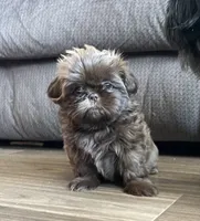 Kenny, a male Shih Tzu for sale in Worcester, MA – 5 of 6