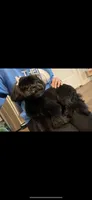 Snorlax, a male Shih Tzu for sale in Worcester, MA – 4 of 6