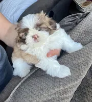 Lulu, a female Shih Tzu for sale in Worcester, MA – 7 of 8