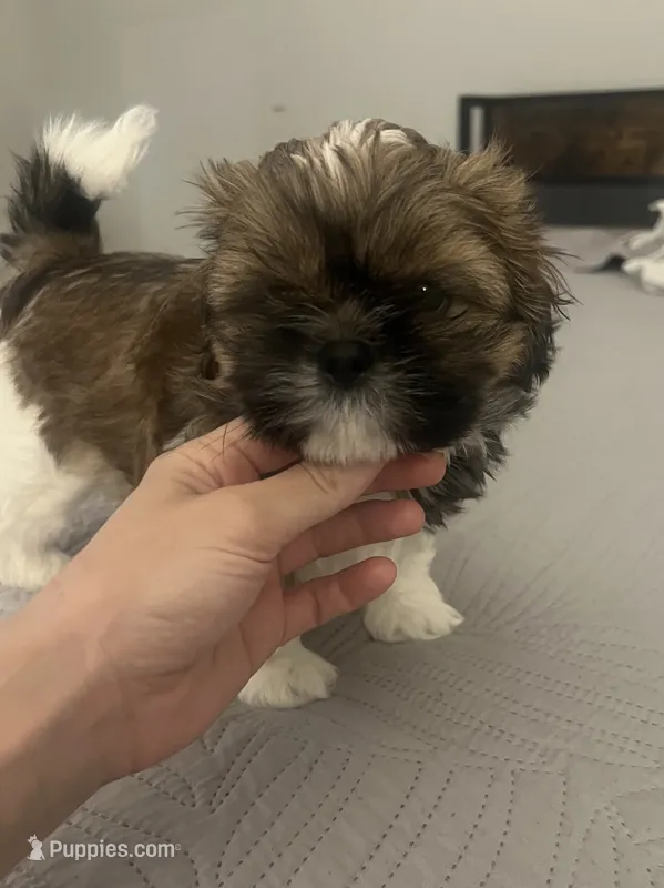 Snorlax – Shih Tzu puppy for sale in Worcester, MA