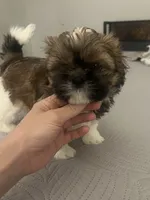 Snorlax, a male Shih Tzu for sale in Worcester, MA – 1 of 6