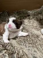 Lulu, a female Shih Tzu for sale in Worcester, MA – 4 of 8