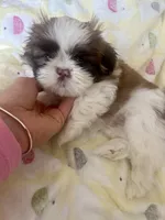 Lulu, a female Shih Tzu for sale in Worcester, MA – 2 of 8