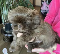 Kenny, a male Shih Tzu for sale in Worcester, MA – 3 of 6