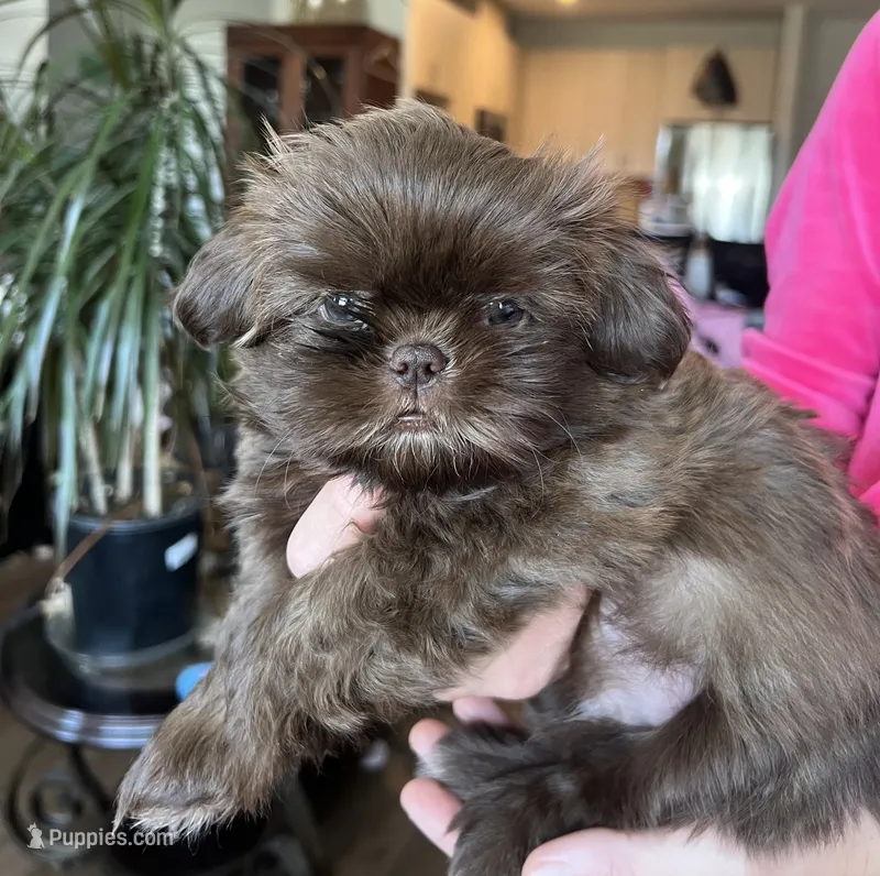 Kenny – Shih Tzu puppy for sale in Worcester, MA