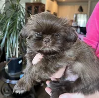 Kenny, a male Shih Tzu for sale in Worcester, MA – 1 of 6