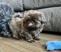 Kenny, a male Shih Tzu for sale in Worcester, MA – 6 of 6
