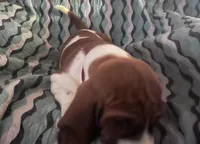 Red, a male Basset Hound for sale in Centerville, TX – Photo 5 of 6