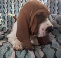 Red, a male Basset Hound for sale in Centerville, TX – Photo 3 of 6