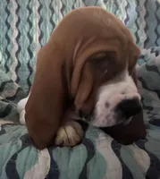 Red, a male Basset Hound for sale in Centerville, TX – Photo 2 of 6