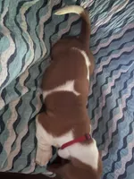 Red, a male Basset Hound for sale in Centerville, TX – Photo 6 of 6