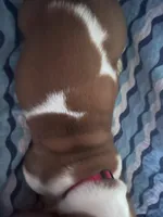 Red, a male Basset Hound for sale in Centerville, TX – Photo 4 of 6