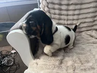 Black female, a female Basset Hound for sale in Centerville, TX – 3 of 5