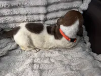 Orange Male, a male Basset Hound for sale in Centerville, TX – 2 of 3