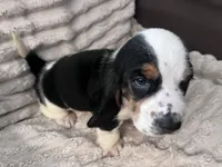 Purple female, a female Basset Hound for sale in Centerville, TX – 3 of 5