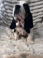 Purple female, a female Basset Hound for sale in Centerville, TX – 4 of 5
