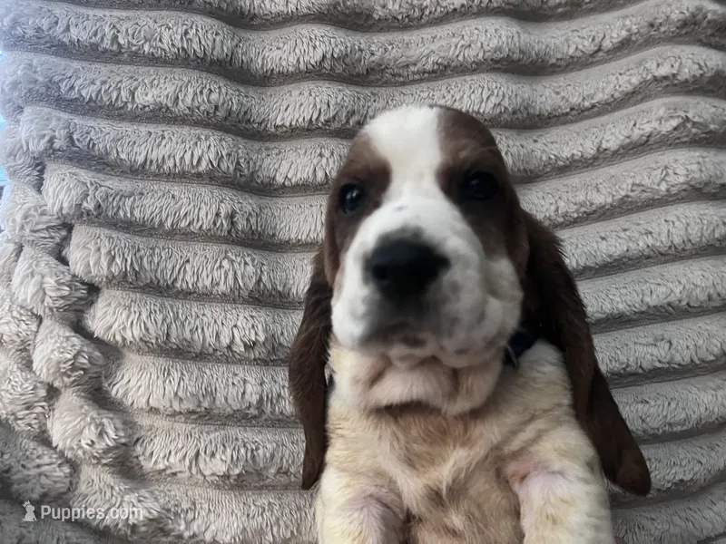 Navy female – Basset Hound puppy for sale in Centerville, TX