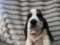 Navy female, a female Basset Hound for sale in Centerville, TX – 1 of 3