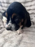 Black female, a female Basset Hound for sale in Centerville, TX – 2 of 5