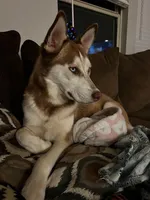 Miya, a female Siberian Husky for sale in Centerville, TX – 2 of 2