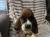 Baby blue male, a male Basset Hound for sale in Centerville, TX – 1 of 4
