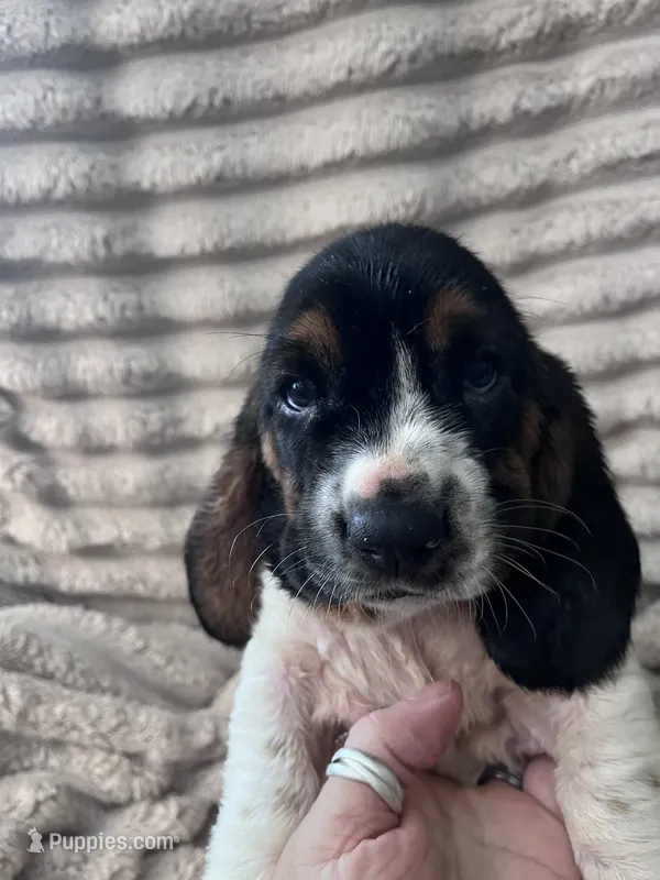 Black female – Basset Hound puppy for sale in Centerville, TX
