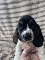 Black female, a female Basset Hound for sale in Centerville, TX – 1 of 5