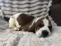 Navy female, a female Basset Hound for sale in Centerville, TX – 3 of 3