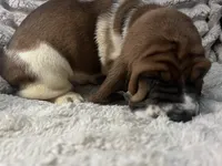 Baby blue male, a male Basset Hound for sale in Centerville, TX – 3 of 4