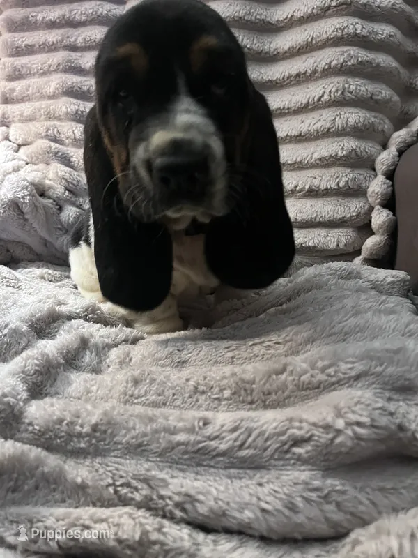 Black female – Basset Hound puppy for sale in Centerville, TX