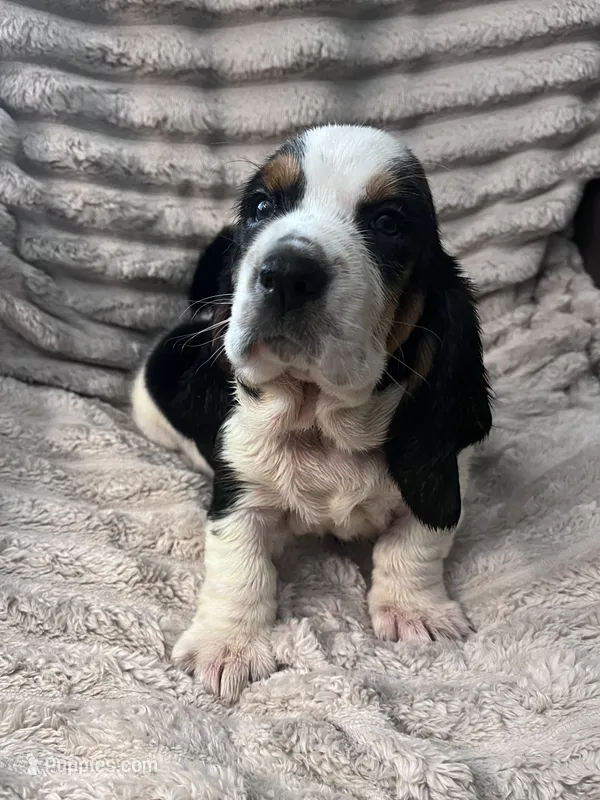 Purple female – Basset Hound puppy for sale in Centerville, TX