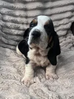 Purple female, a female Basset Hound for sale in Centerville, TX – 1 of 5
