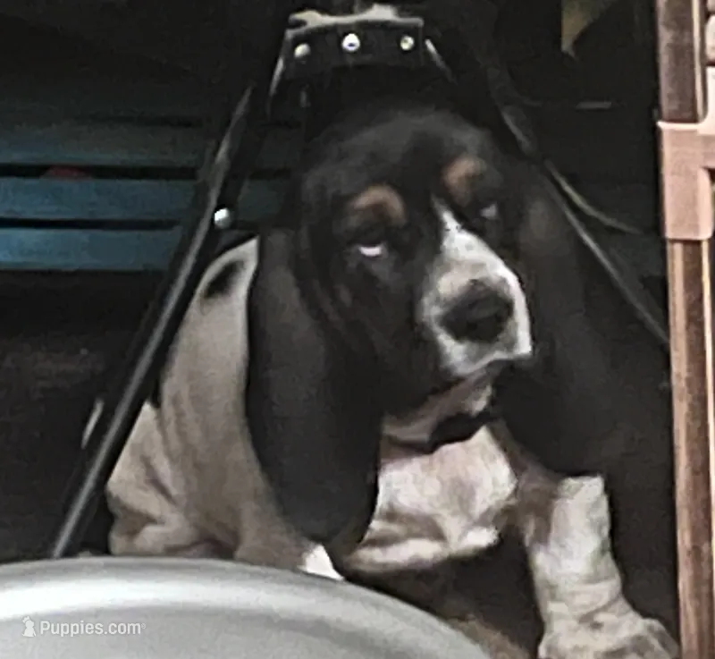 Obsidian female – Basset Hound puppy for sale in Centerville, TX