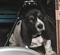 Obsidian female, a female Basset Hound for sale in Centerville, TX – 1 of 5