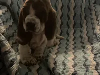 Pink, a female Basset Hound for sale in Centerville, TX – Photo 2 of 5