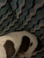 Pink, a female Basset Hound for sale in Centerville, TX – Photo 5 of 5