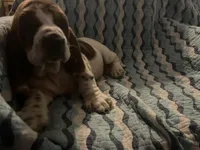 Pink, a female Basset Hound for sale in Centerville, TX – Photo 4 of 5