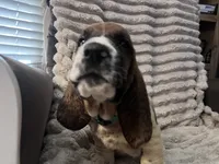 Baby blue male, a male Basset Hound for sale in Centerville, TX – 4 of 4