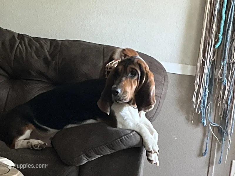 Breezy – Basset Hound puppy for sale in Centerville, TX