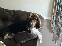 Breezy, a female Basset Hound for sale in Centerville, TX – 1 of 1