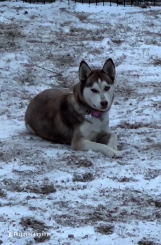 Miya – Siberian Husky puppy for sale in Centerville, TX