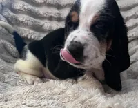 Purple female, a female Basset Hound for sale in Centerville, TX – 2 of 5