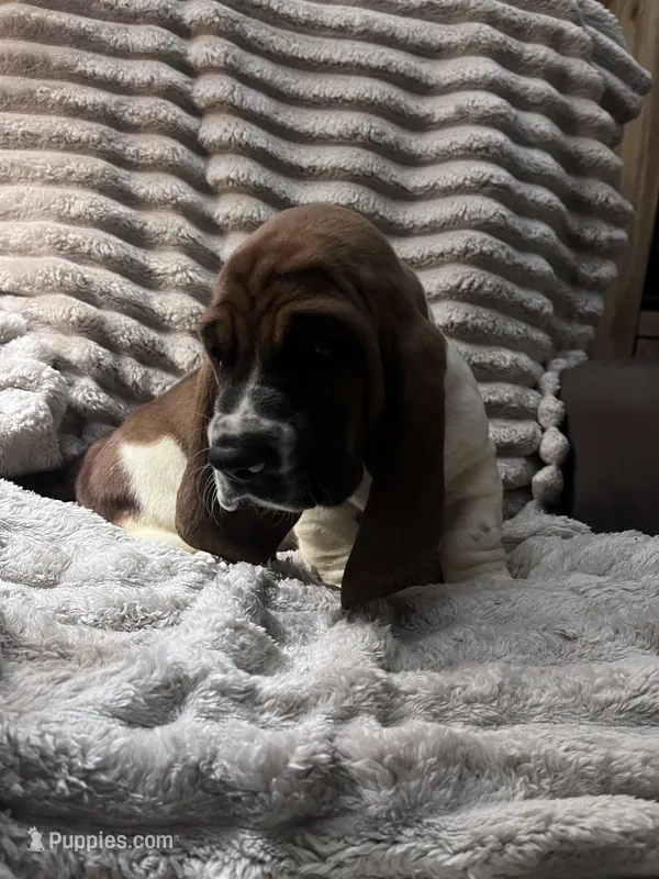 Baby blue male – Basset Hound puppy for sale in Centerville, TX
