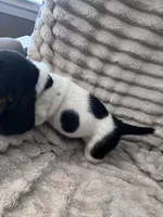 Black female, a female Basset Hound for sale in Centerville, TX – 4 of 5