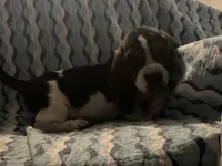 Green, a male Basset Hound for sale in Centerville, TX – Photo 3 of 4