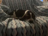 Green, a male Basset Hound for sale in Centerville, TX – Photo 2 of 4