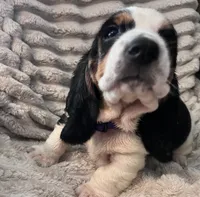 Purple female, a female Basset Hound for sale in Centerville, TX – 5 of 5