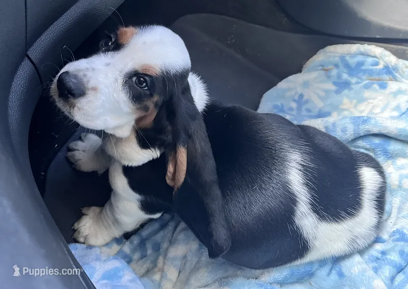 Purple female – Basset Hound puppy for sale in Centerville, TX