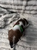 Green Female, a female Basset Hound for sale in Centerville, TX – 3 of 3
